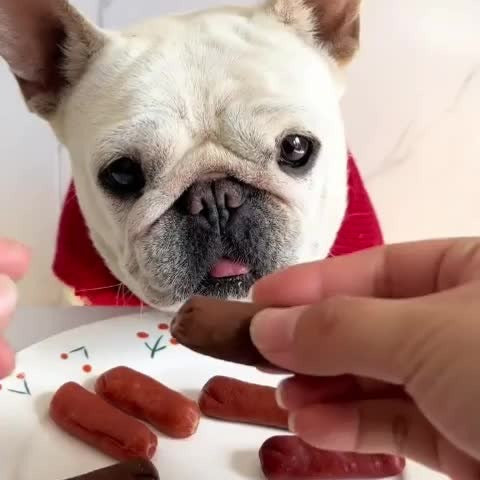Duck Jerky Chicken Freeze-Dried Dog Treats Sharing Pack Soft Chewy Healthy Digestible Training Reward Snacks for Small Medium Large Dogs