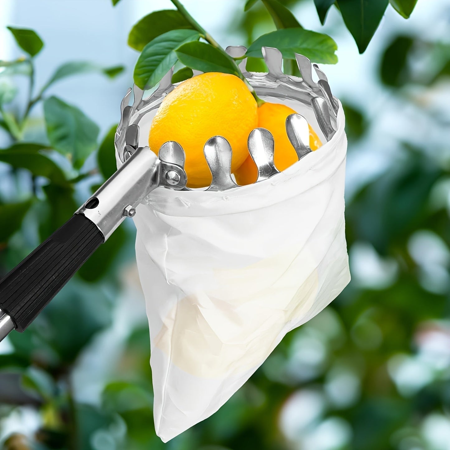Fruit Picker | Telescoping Pole with Basket Apple Mango Orange Tree
