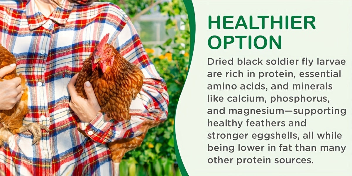 Non-GMO Dried Black Soldier Fly Larvae 5LB & 10LB – 85X More Calcium Than Mealworms, High Protein BSFL Treats for Chickens, Ducks