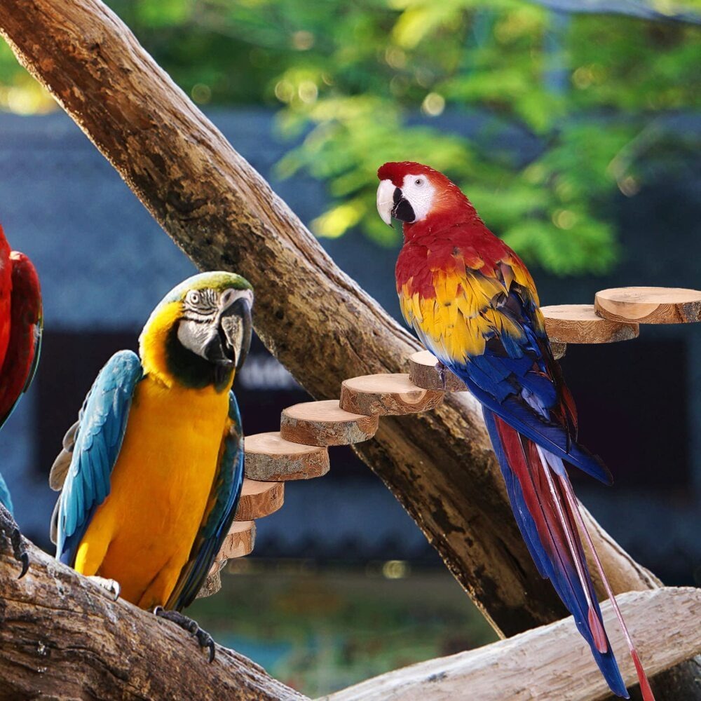 Parrot Ladder Toy Natural Wood Multi-Level Climbing Stand with Solid Wood Platform – Bird Exercise Perch for Parakeets