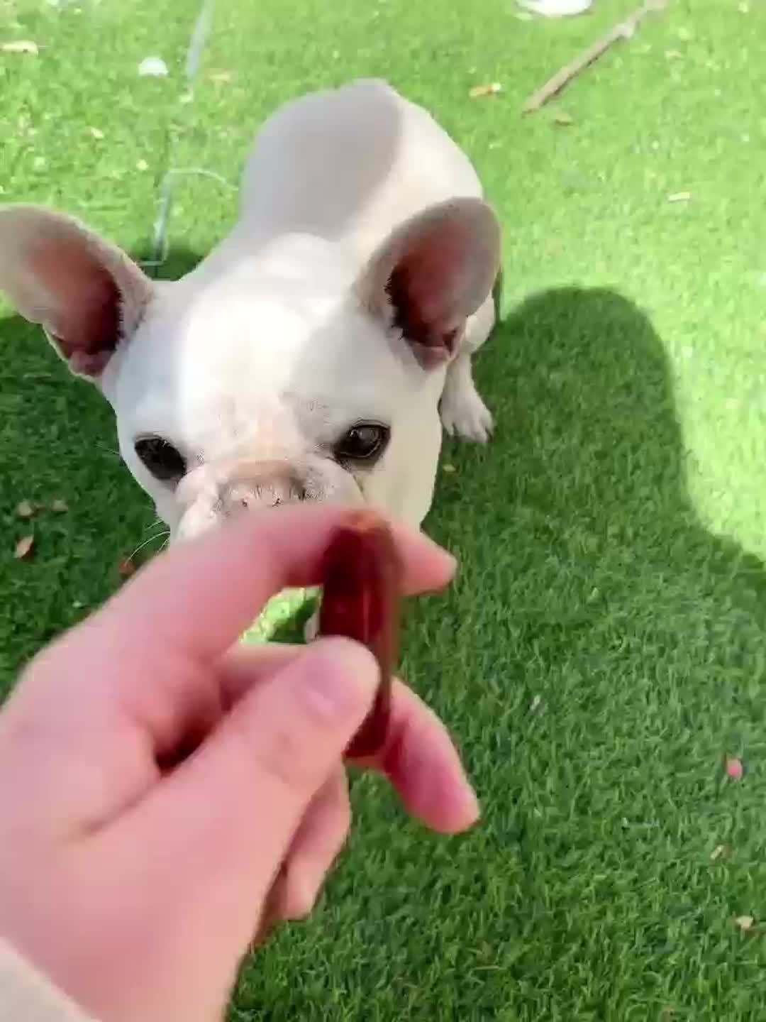 Soft Chew Dog Sausage Treats – Chicken & Duck Flavor, High Protein Fresh Meat Training Treats for Small, Medium & Large Dogs