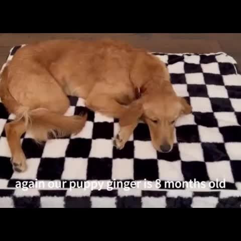 Orthopedic Dog Bed with Removable Washable Cover – Non-Slip Bottom, Black & White Plaid, Soft Memory Foam Dog Sofa Bed