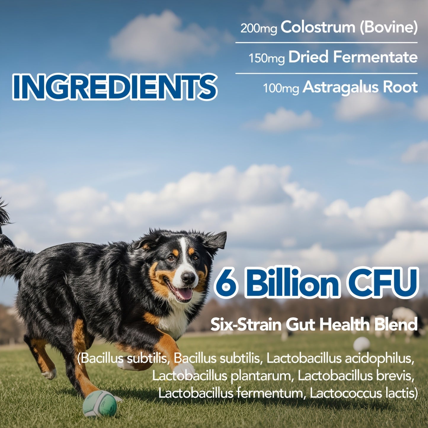 Dog Skin & Immune Probiotic Chews with Bovine Colostrum – 6 Billion CFUs, Dried Fermentate & Astragalus for Skin Calm & Immune Support