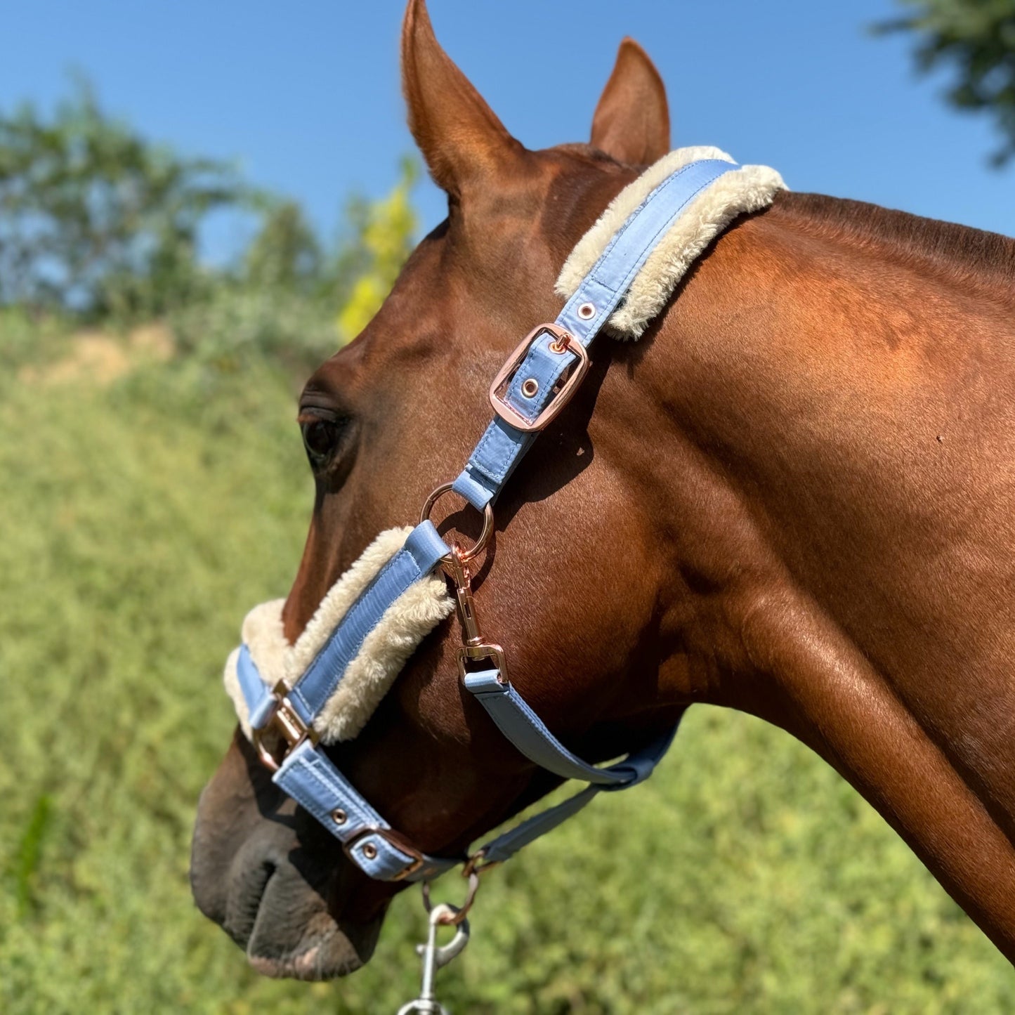 Horse Halter with Detachable Faux Fur Band & Glossy Buckle – Adjustable Head Collar for Horses, Available in 15 Colors & 3 Sizes FULL COB