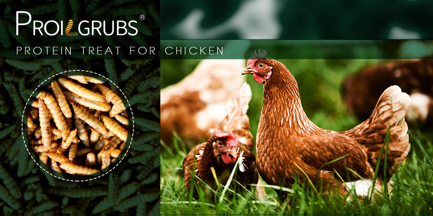 Dried Black Soldier Fly Larvae Chicken Treats Non-GMO High Protein Grubs for Chickens Egg Layer Flock Builder Stronger Eggshells 5lb 10lb