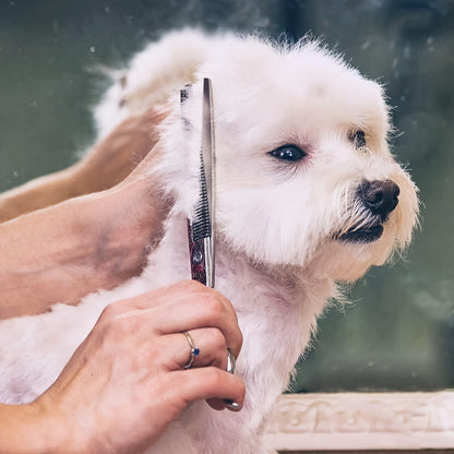 Dog Grooming Scissors Set 6-in-1 Titanium Coated Stainless Steel Pet Shears Safety Round Tip for Dogs Cats Universal Hand Orientation