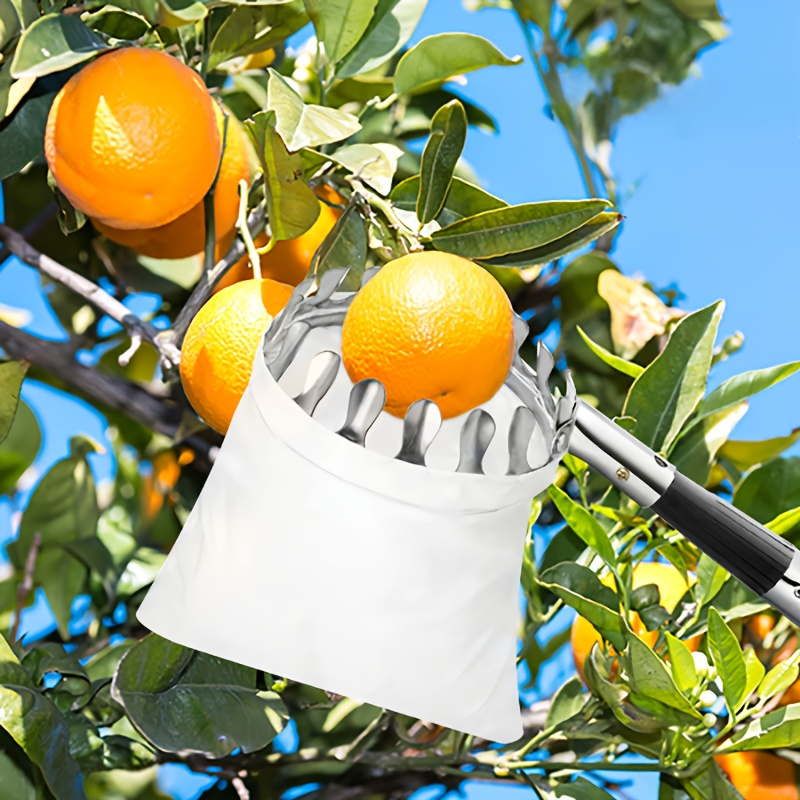Stainless Steel Fruit Picker with Adjustable 63 to 157 Inch Extension Pole and Non-Slip Handle for Orchard Harvesting