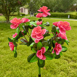 Rose Red Rhododendron