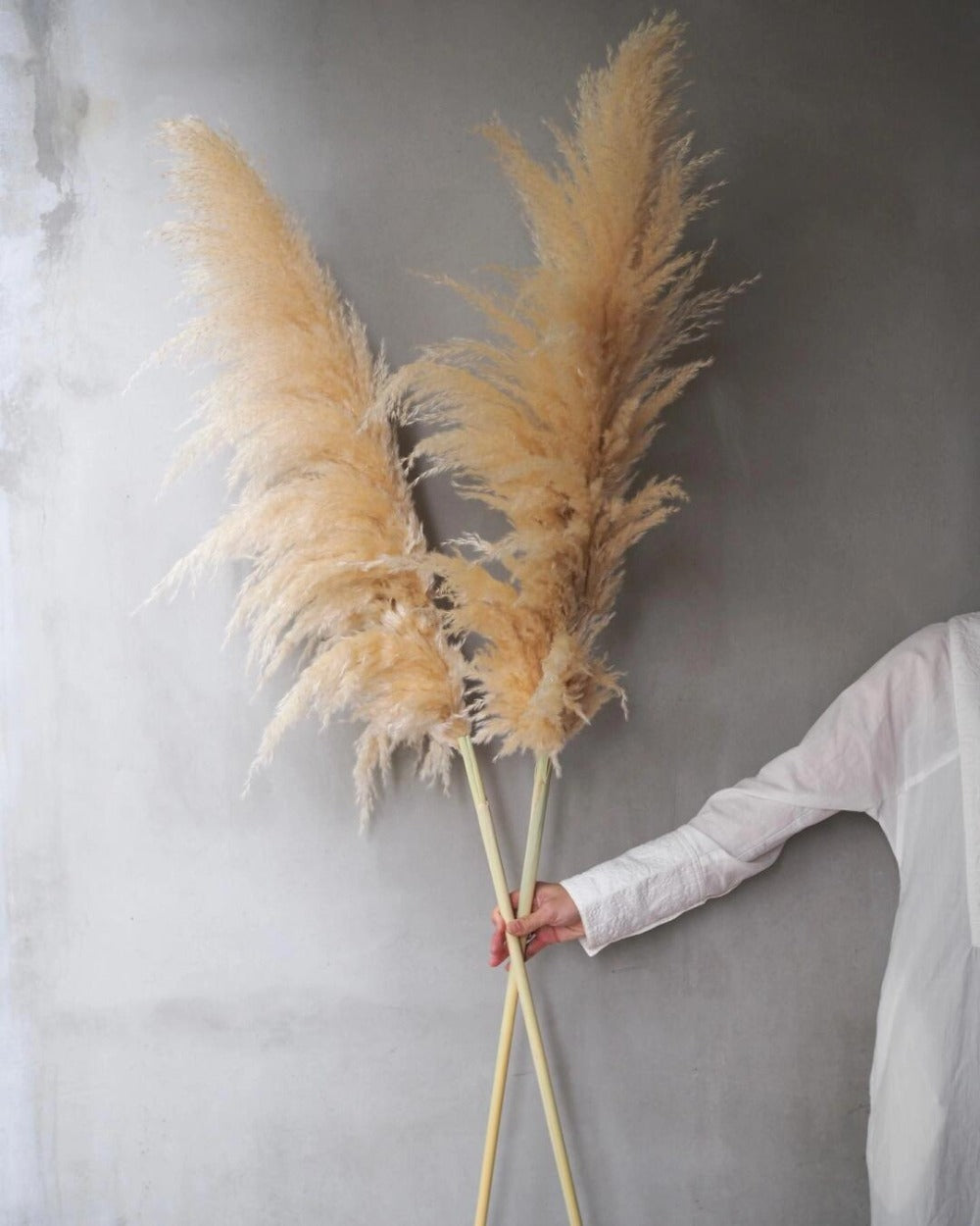 Pampas Grass Decor 10 Stalks 45 Inch Tall Natural Dried Fluffy Plumes for Floor Vase, Living Room