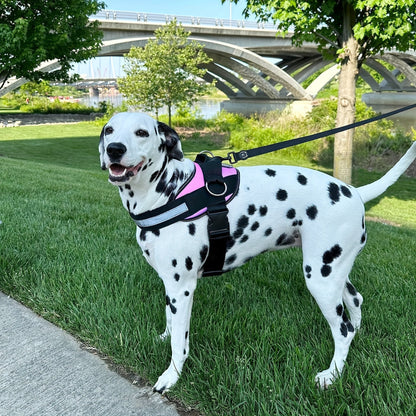 Reflective-Trim Dog Harness in Seven Colors and XS–XXL with Chest Band, Back Ring and Top Handle