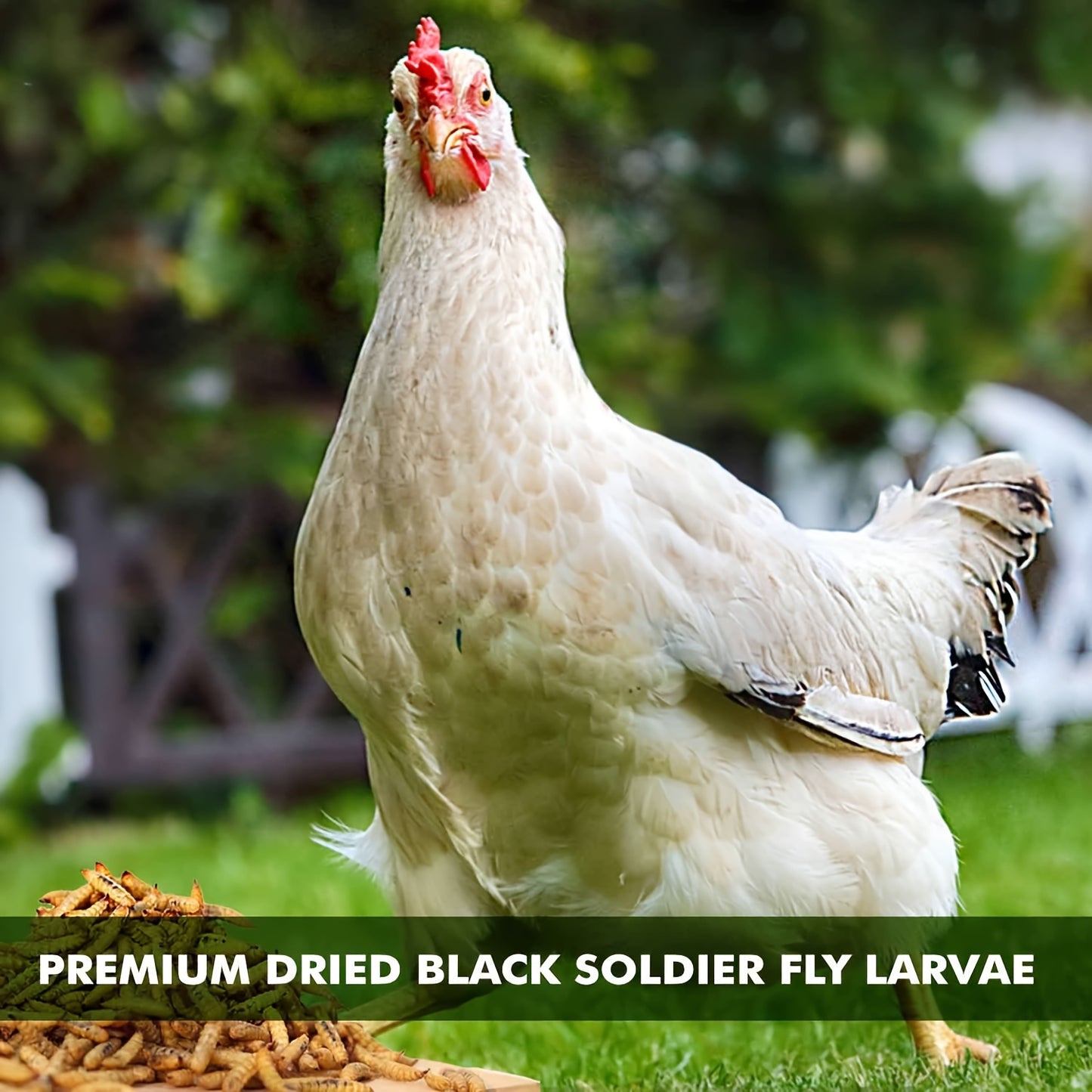 Dried Black Soldier Fly Larvae Chicken Treats Non-GMO High Protein Grubs for Chickens Egg Layer Flock Builder Stronger Eggshells 5lb 10lb