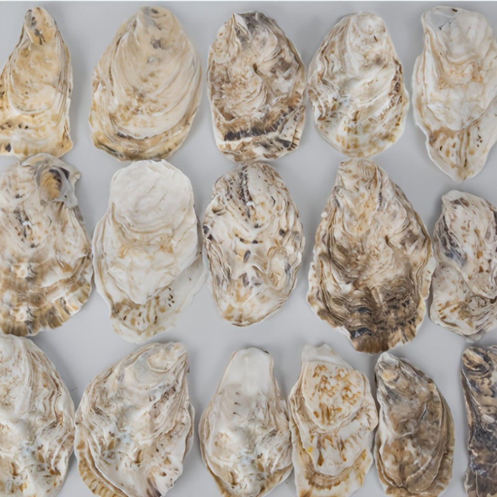 Natural Flat Oyster Shells for Crafts, 17pcs 3-5in Disk Shaped Sea Shells, Vase Filler, DIY Arts & Crafts