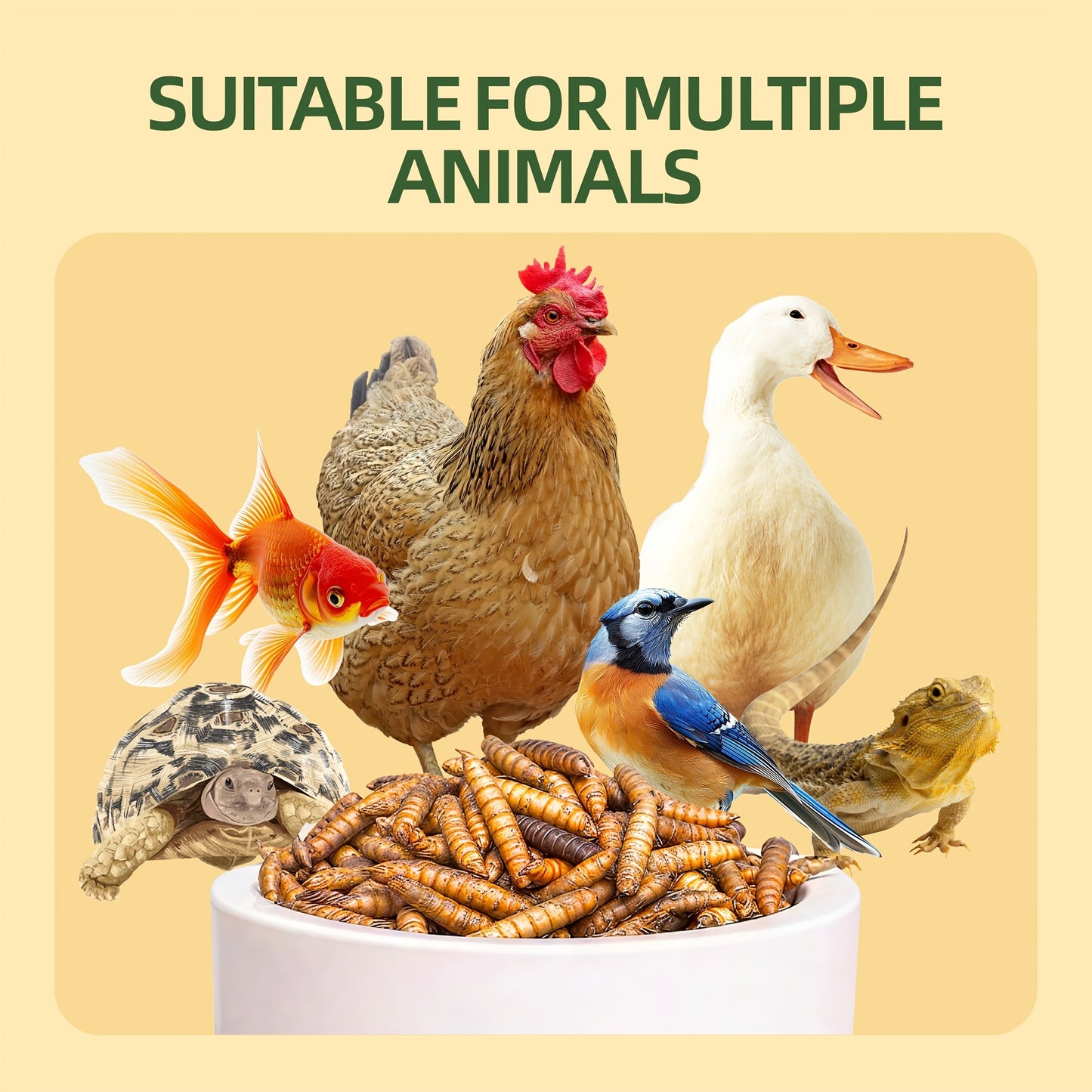 Dried Black Soldier Fly Larvae for Chickens – High Protein BSF Larvae Treats with Calcium for Laying Hens Ducks Quail Birds Reptiles Non-GMO
