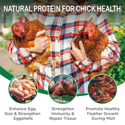 Non-GMO Dried Black Soldier Fly Larvae 5LB & 10LB – 85X More Calcium Than Mealworms, High Protein BSFL Treats for Chickens, Ducks