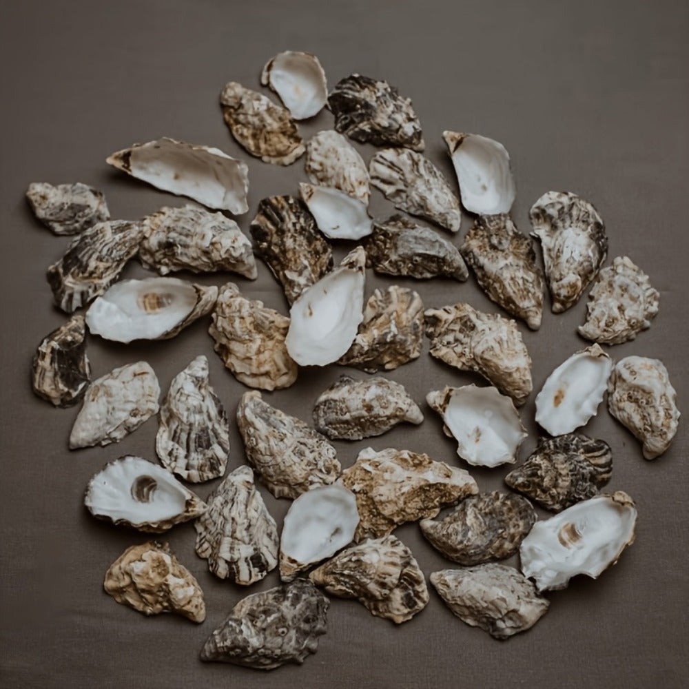 Natural Flat Oyster Shells for Crafts, 17pcs 3-5in Disk Shaped Sea Shells, Vase Filler, DIY Arts & Crafts