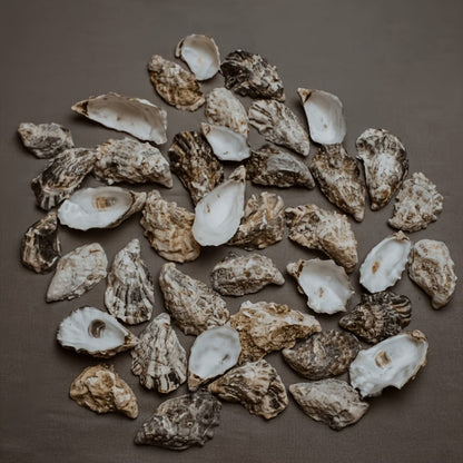 Natural Flat Oyster Shells for Crafts, 17pcs 3-5in Disk Shaped Sea Shells, Vase Filler, DIY Arts & Crafts