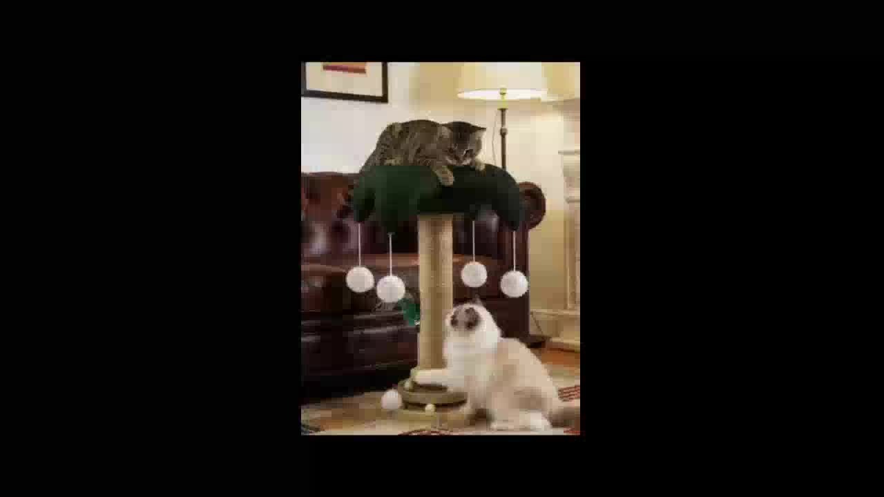 Cat Scratching Post Sisal Vertical Clown Hat Design, Wear-Resistant Cat Scratch Board with Cat Climbing Frame & Teaser Toy