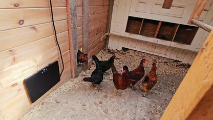 Brooder Heater 250W Heating Panel for Chicks, Ducklings & Quail, 3 Heat Levels, 4-Timer Settings