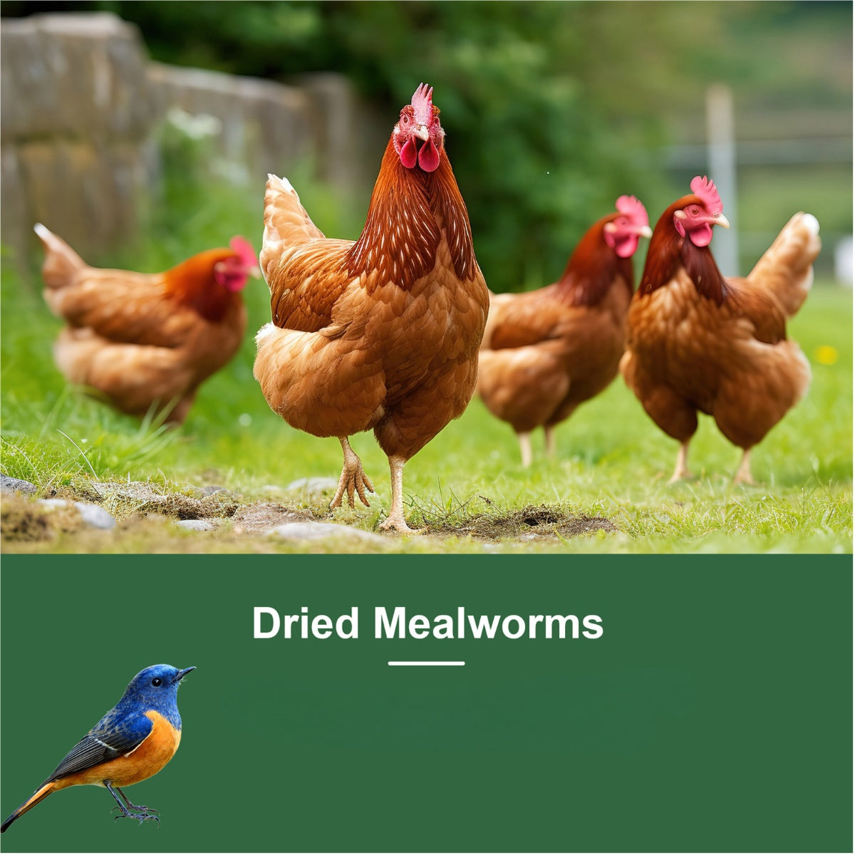 Dried Mealworms High Protein Animal Feed – Natural Insect Treats for Chickens Wild Birds Hens Ducks Turtles Fish Lizards Hamsters