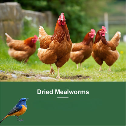 Dried Mealworms High Protein Animal Feed – Natural Insect Treats for Chickens Wild Birds Hens Ducks Turtles Fish Lizards Hamsters
