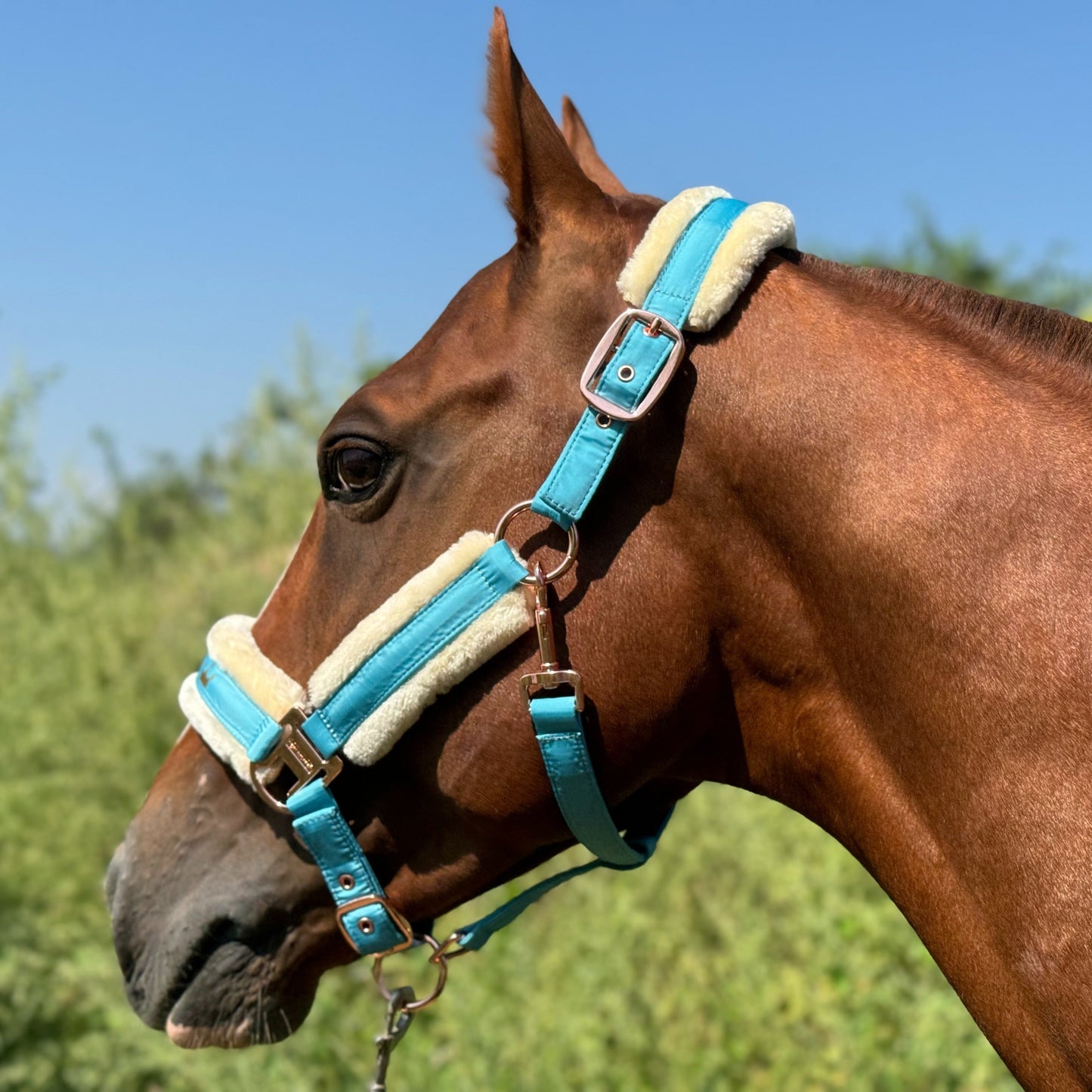 Horse Halter with Detachable Faux Fur Band & Glossy Buckle – Adjustable Head Collar for Horses, Available in 15 Colors & 3 Sizes FULL COB