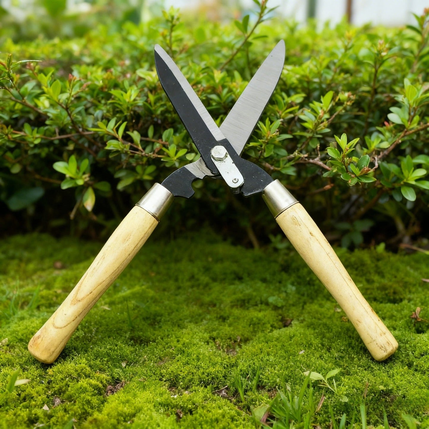 Carbon Steel Hedge Shears with 11-Inch Straight Blades and Paired Walnut Handles for Shrub Trimming