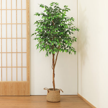 Artificial Ficus Tree with Braided Trunk, Full Green Canopy, Black Pot and 4, 5 or 6 ft Height Options