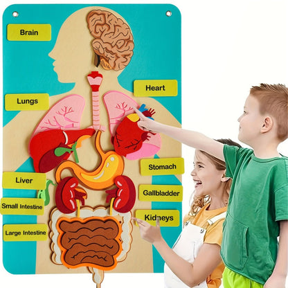 Human Body Felt Board Anatomy Model – 3D Felt Organ Science Educational Toy for Kids Ages 5+, Homeschool Biology Classroom Teaching Aid