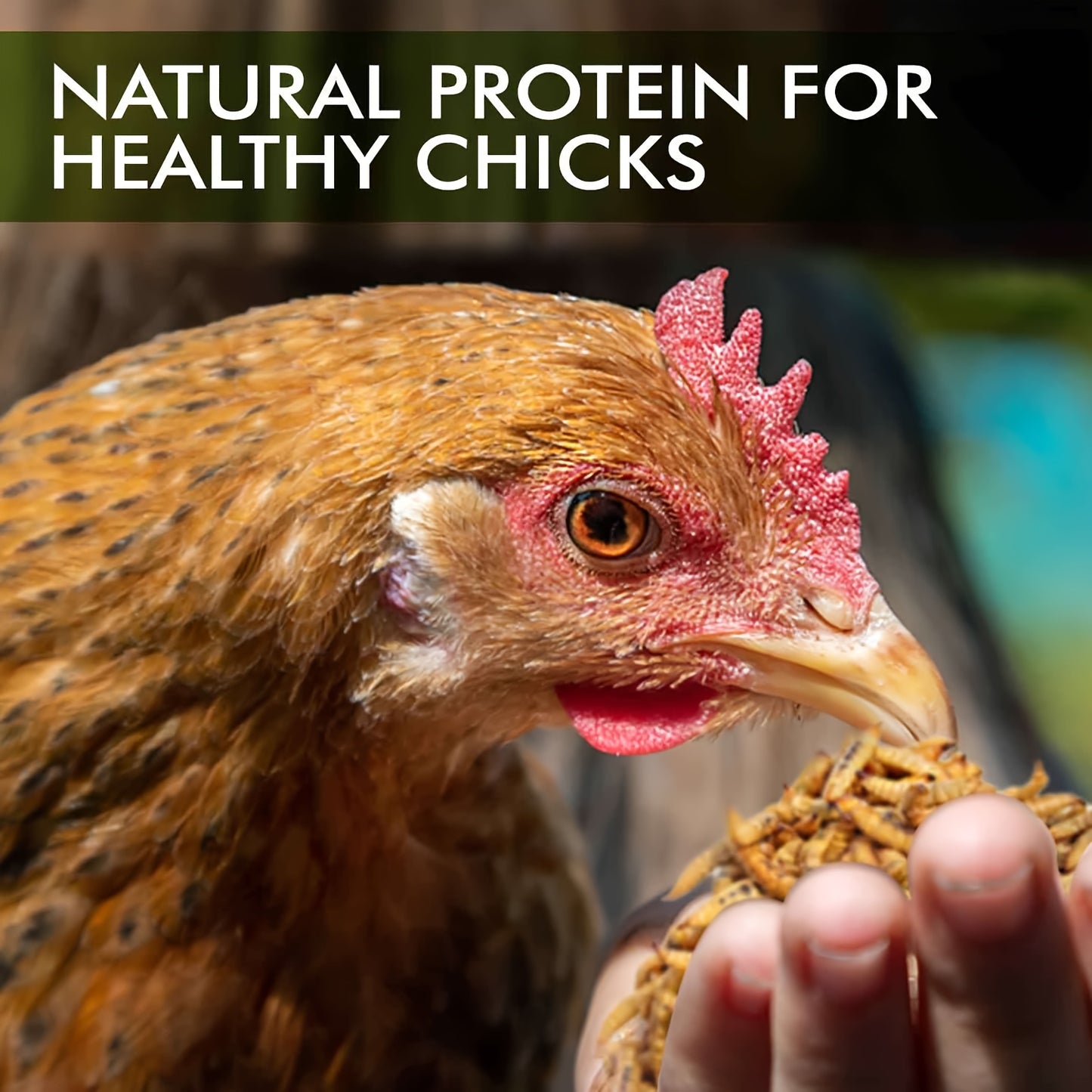 Dried Black Soldier Fly Larvae Chicken Treats – Non-GMO High Protein Dried Grubs for Chickens, Ducks, Turkeys & Reptiles