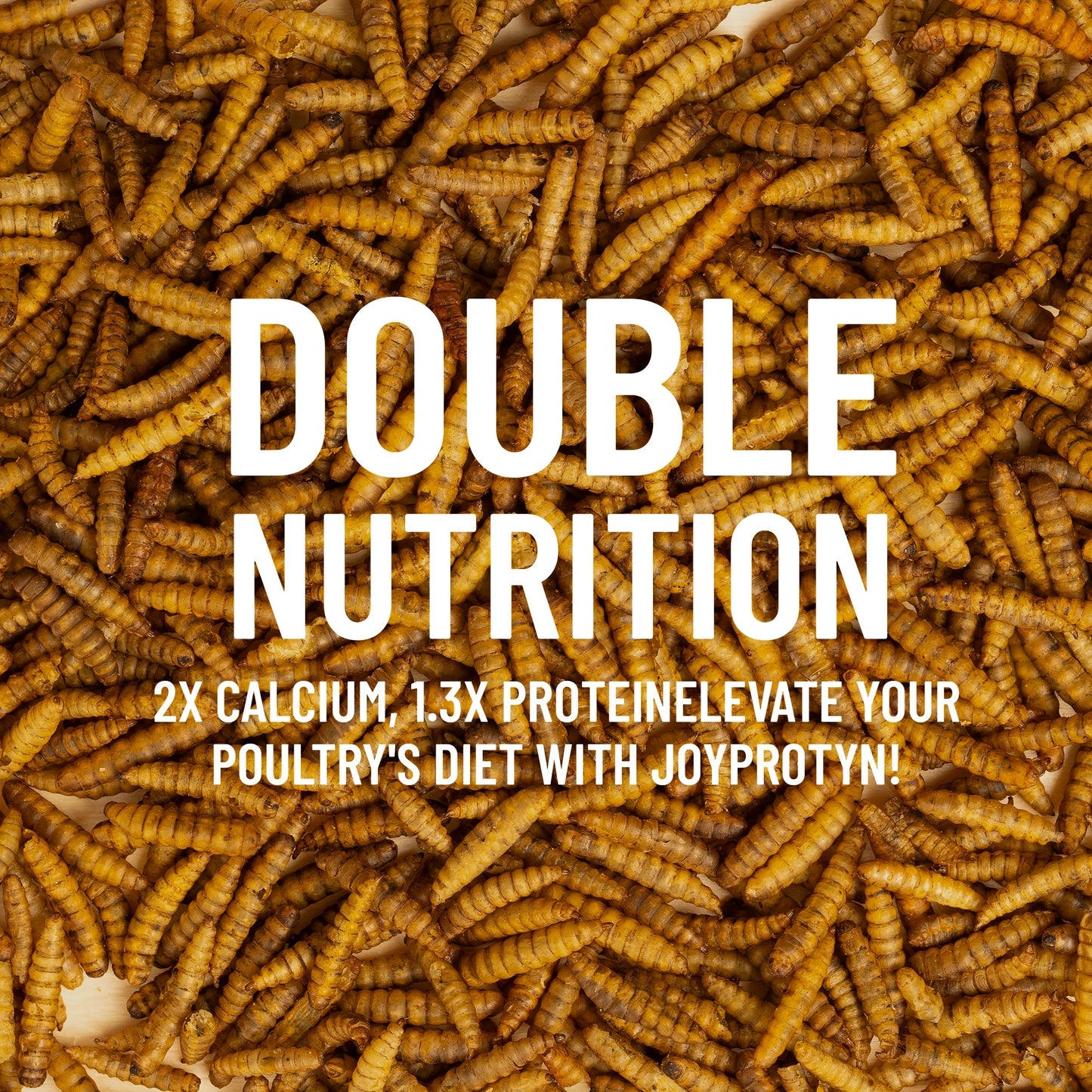 Dried Black Soldier Fly Larvae for Chickens – High Protein BSF Larvae Treats with Calcium for Laying Hens Ducks Quail Birds Reptiles Non-GMO