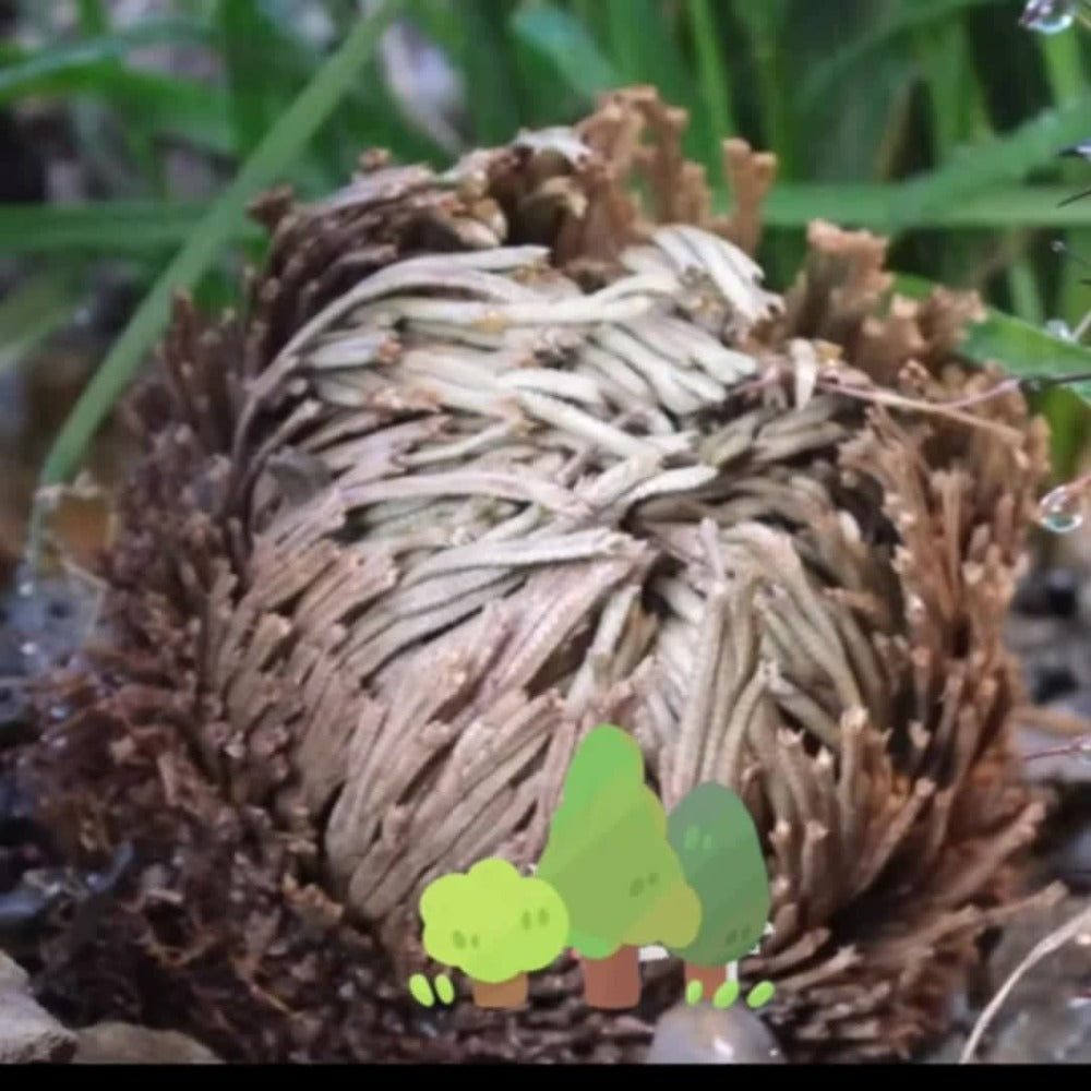 Rose of Jericho 20pcs - Selaginella Lepidophylla Dried Prayer Plants for Spiritual Purification