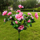 Pink Rhododendron