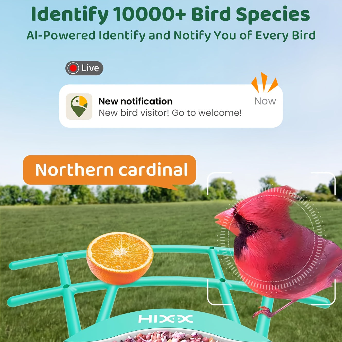 Smart Bird Feeder with Camera AI Bird Identification, 2K HD Live View, Auto Capture & Color Night Vision