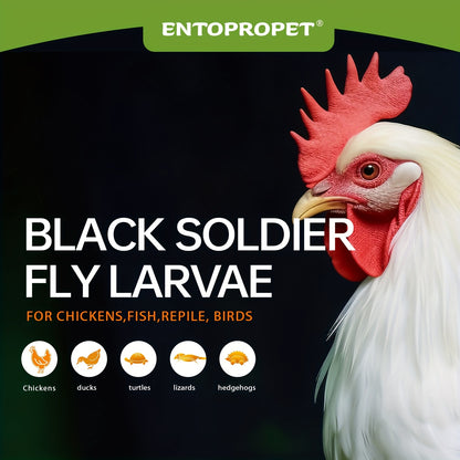 Dried Black Soldier Fly Larvae Chicken Feed – High Calcium High Protein Poultry Treat, Non-GMO Supplement for Chickens Ducks Birds Turtles