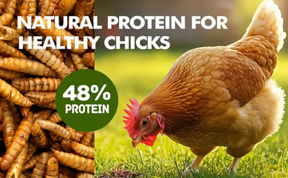 Dried Black Soldier Fly Larvae Chicken Feed – High Calcium High Protein Poultry Treat, Non-GMO Supplement for Chickens Ducks Birds Turtles