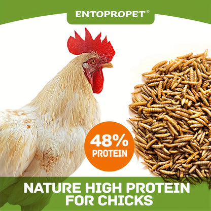 Dried Black Soldier Fly Larvae Chicken Feed – High Calcium High Protein Poultry Treat, Non-GMO Supplement for Chickens Ducks Birds Turtles