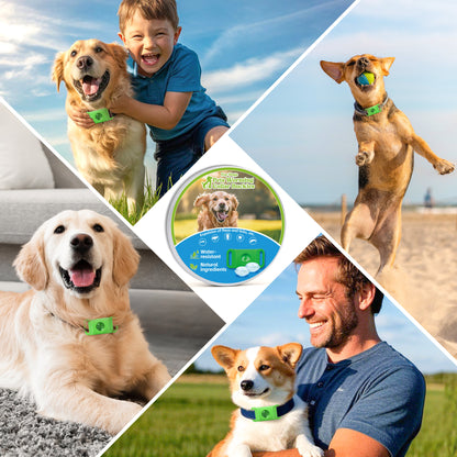 Flea & Tick Repellent Tag for Dogs – Natural Peppermint Essential Oil Capsules, 24/7 Chemical-Free Protection for Indoor & Outdoor Use