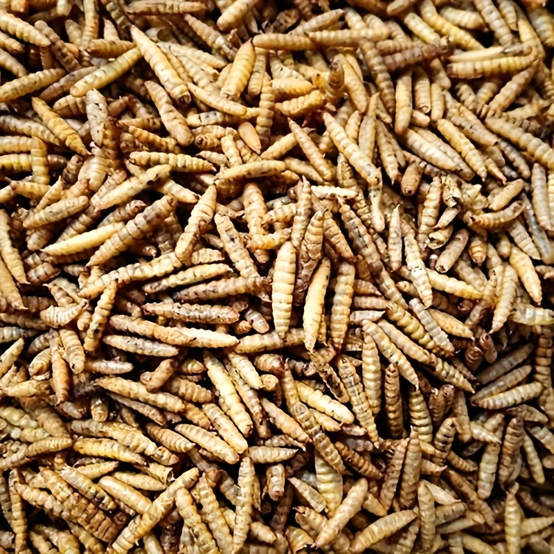 Dried Black Soldier Fly Larvae Chicken Treats – Non-GMO High Protein Dried Grubs for Chickens, Ducks, Turkeys & Reptiles