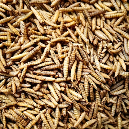 Dried Black Soldier Fly Larvae Chicken Treats – Non-GMO High Protein Dried Grubs for Chickens, Ducks, Turkeys & Reptiles