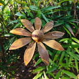 Rusty Daisy