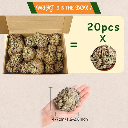 Rose of Jericho 20pcs - Selaginella Lepidophylla Dried Prayer Plants for Spiritual Purification