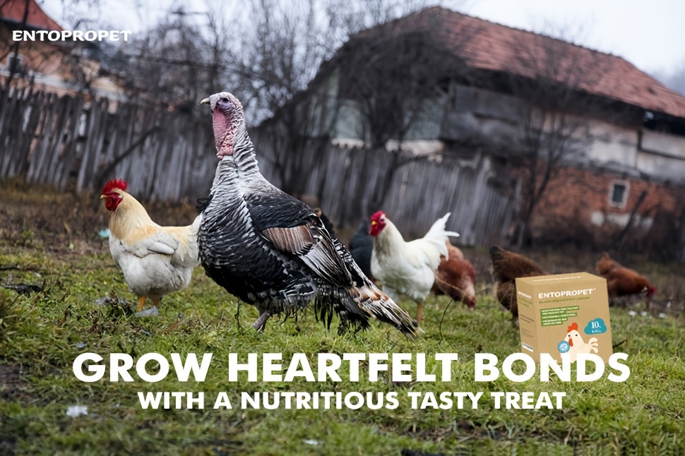 Dried Black Soldier Fly Larvae Chicken Treats – Non-GMO High Protein Dried Grubs for Chickens, Ducks, Turkeys & Reptiles