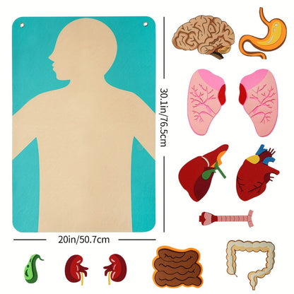Human Body Felt Board Anatomy Model – 3D Felt Organ Science Educational Toy for Kids Ages 5+, Homeschool Biology Classroom Teaching Aid