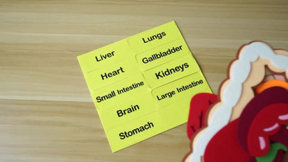 Human Body Felt Board Anatomy Model – 3D Felt Organ Science Educational Toy for Kids Ages 5+, Homeschool Biology Classroom Teaching Aid