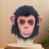 Shut Up Orangutan