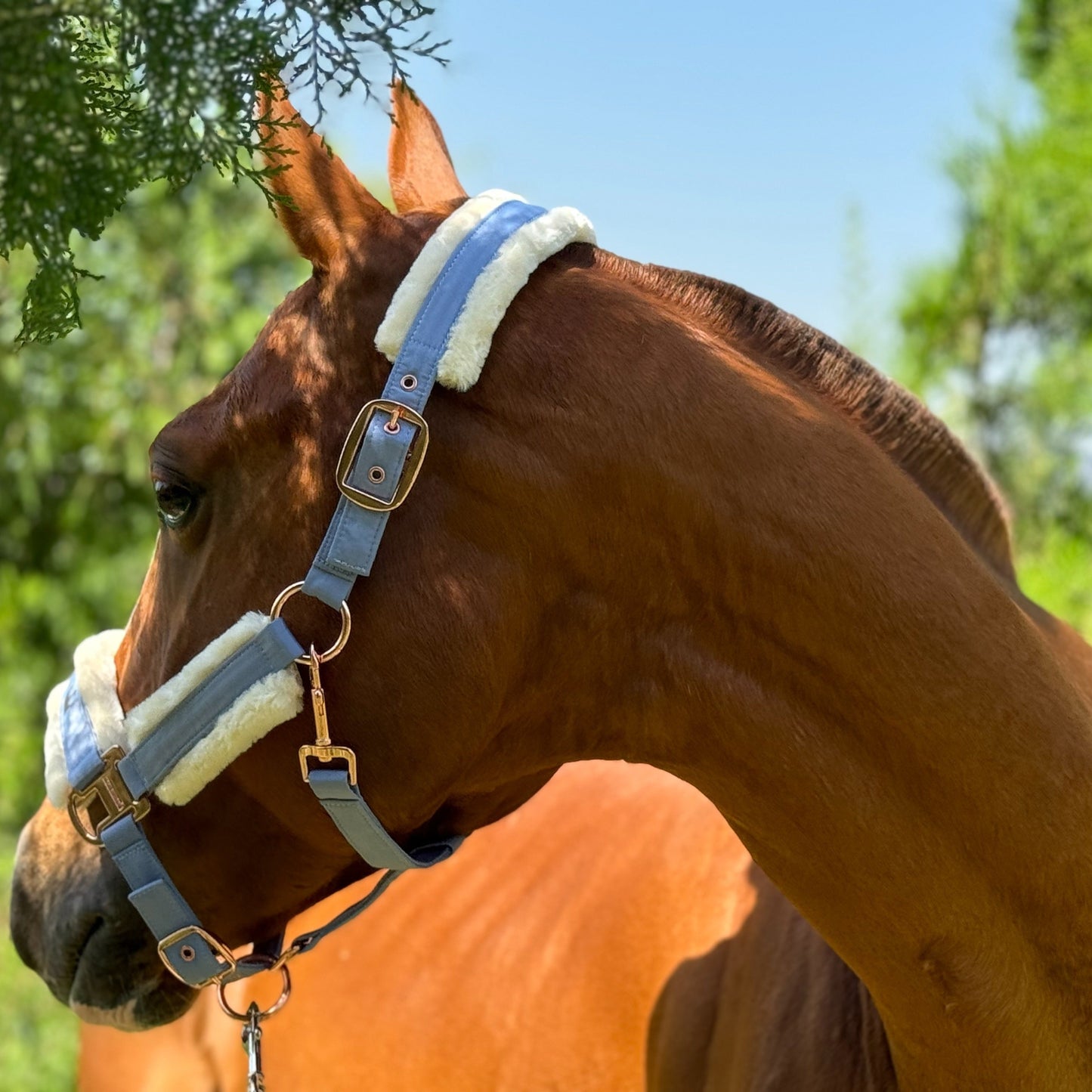Horse Halter with Detachable Faux Fur Band & Glossy Buckle – Adjustable Head Collar for Horses, Available in 15 Colors & 3 Sizes FULL COB