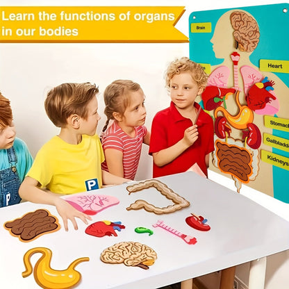 Human Body Felt Board Anatomy Model – 3D Felt Organ Science Educational Toy for Kids Ages 5+, Homeschool Biology Classroom Teaching Aid