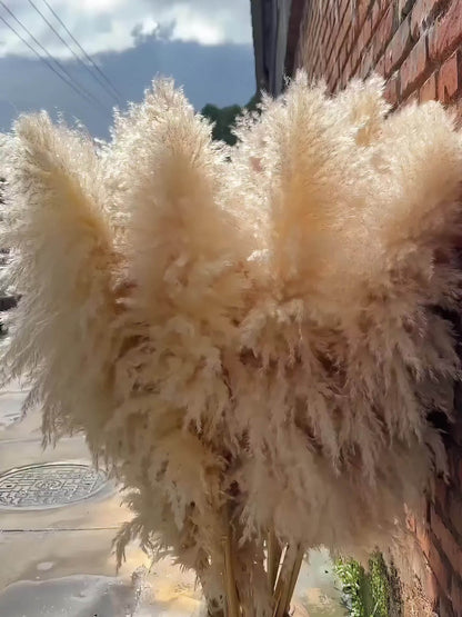 Pampas Grass Decor 10 Stalks 45 Inch Tall Natural Dried Fluffy Plumes for Floor Vase, Living Room