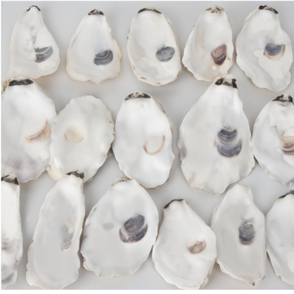 Natural Flat Oyster Shells for Crafts, 17pcs 3-5in Disk Shaped Sea Shells, Vase Filler, DIY Arts & Crafts