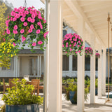 Fuchsia-1Pc